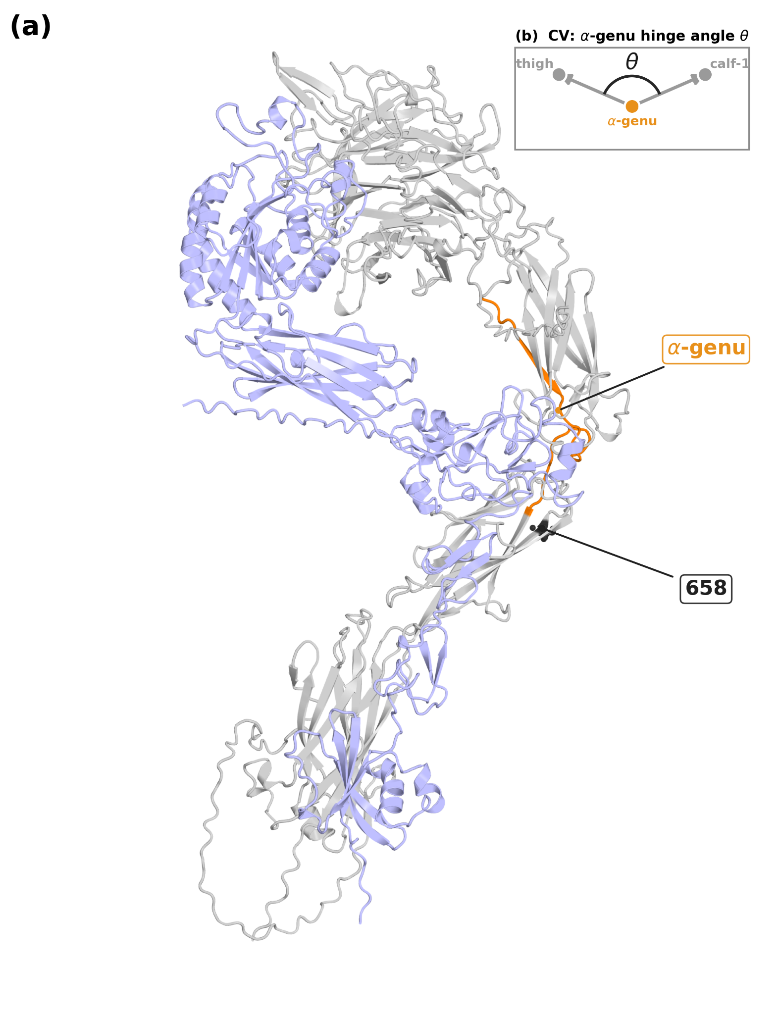 he α3β1 ectodomain and the α-genu hinge angle. (a) The simulated apo wild-type α3β1 ectodomain dimer (an AlphaFold-derived model). The α3 subunit is light grey, the β1 subunit pale blue, and the α-gen