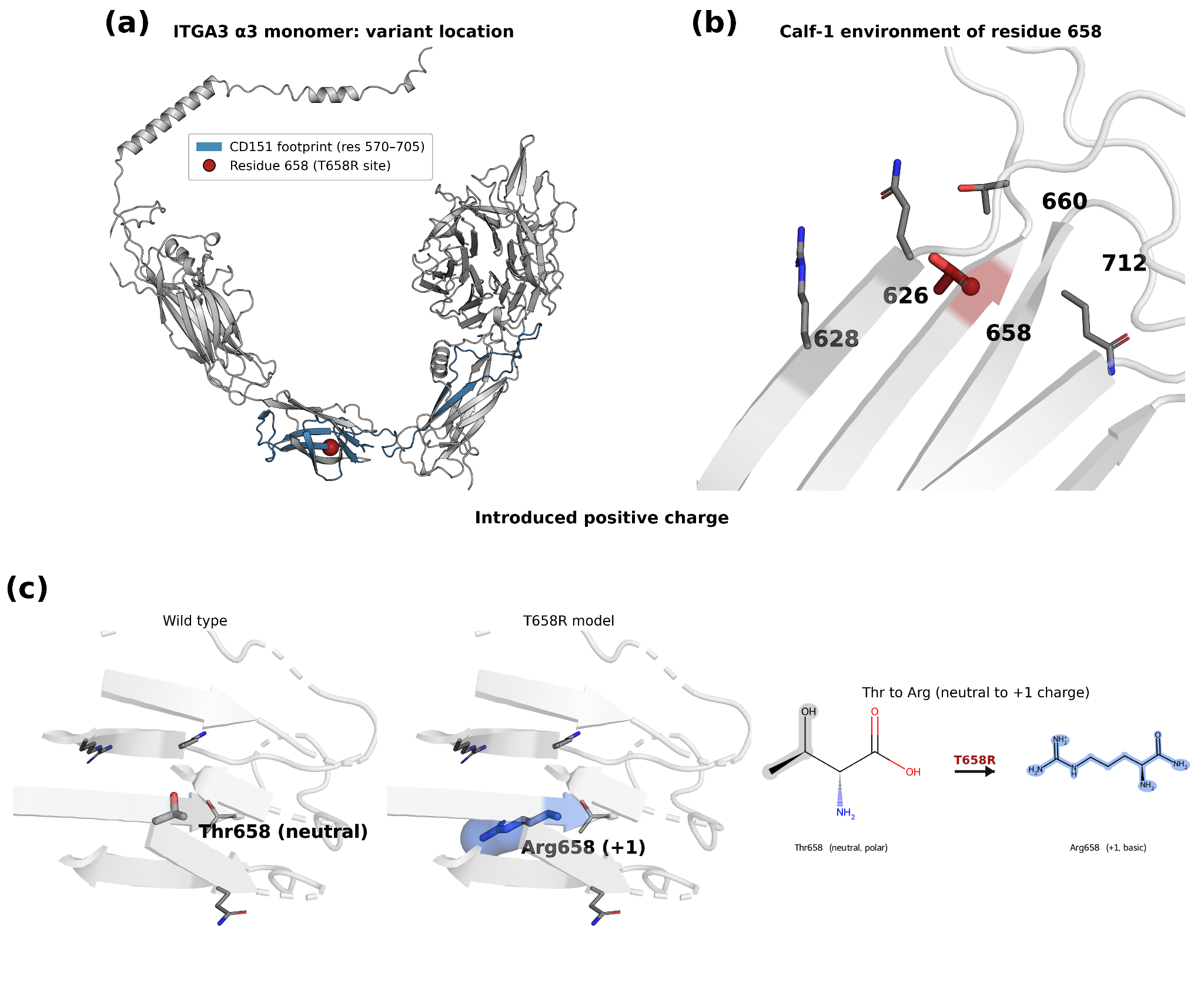 T658R in the CD151-binding region of calf-1. (a) The α3 monomer (AlphaFold P26006) with the CD151-binding region (residues 570–705) highlighted and residue 658 marked; positions 612 and 628 are shown