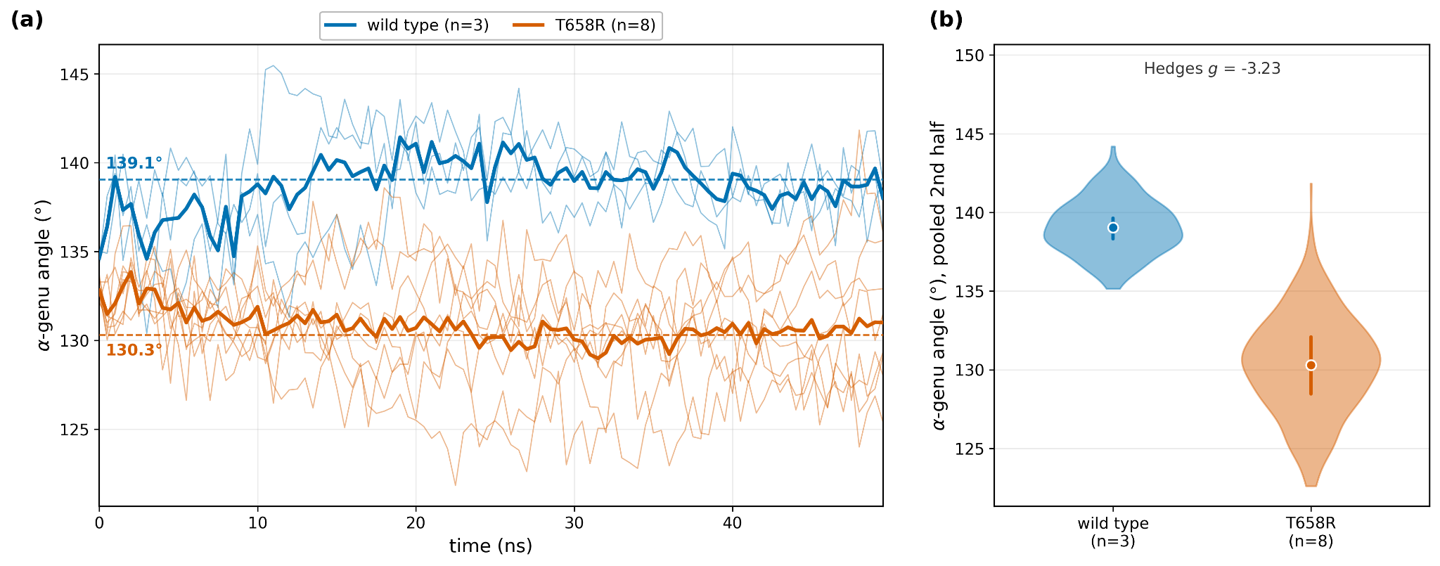 T658R bends the α-genu. (a) Per-replica α-genu angle versus time (thin lines) with per-condition means (bold) and the two arm means marked (139.1° wild type, 130.3° T658R). (b) Distribution of the poo