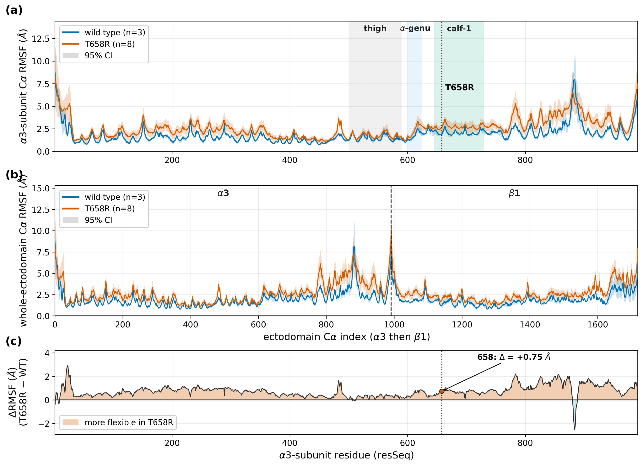 Per-residue flexibility (α3β1 ectodomain dimer). (a) α3-subunit per-residue Cα RMSF, wild type versus T658R, with 95% confidence interval ribbons across replicas; domain bands (thigh, α-genu, calf-1)
