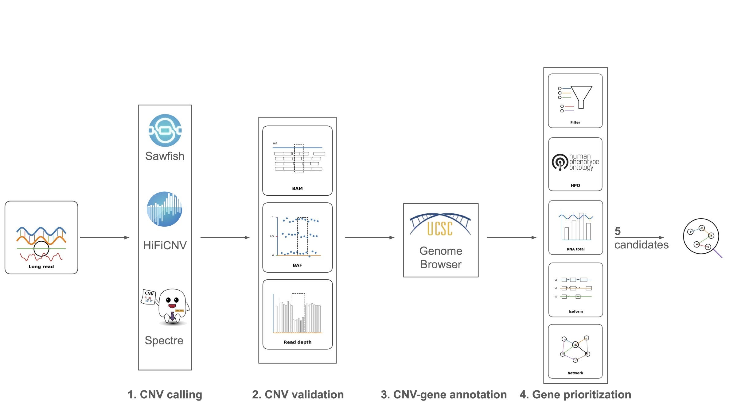 CNV-to-modifier-gene prioritization workflow. Long-read sequencing data were analyzed using three CNV callers, Sawfish, HiFiCNV, and Spectre, yielding 274 candidate CNVs. Candidate variants were manua