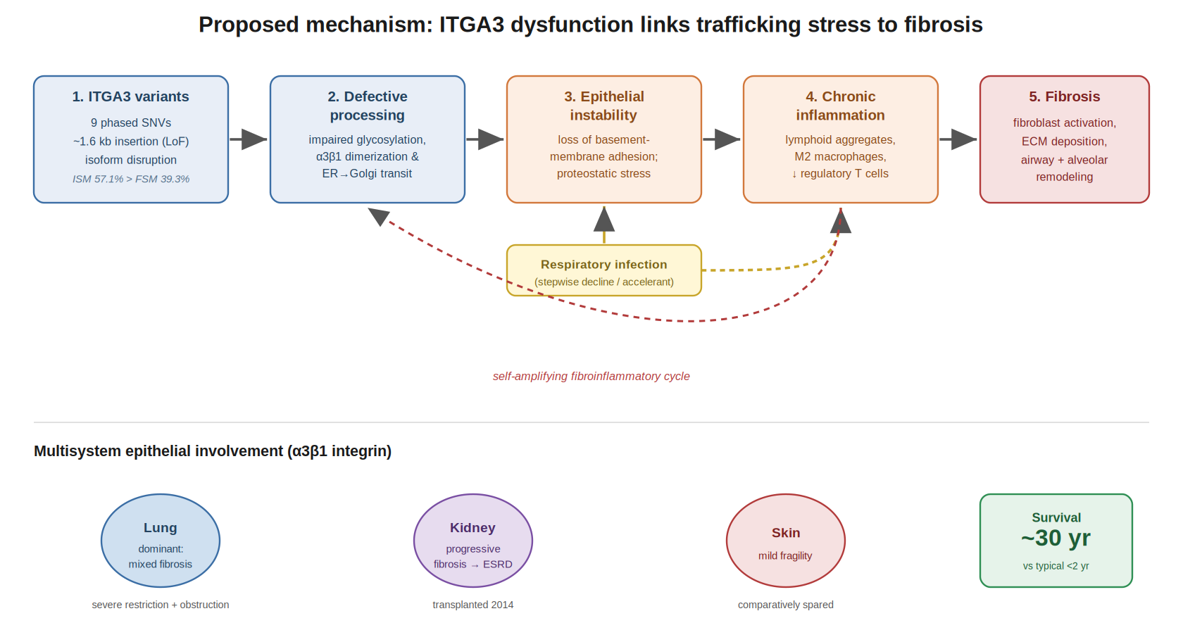 Proposed mechanism linking ITGA3 dysfunction to fibrosis. Defective integrin processing (driven by phased coding variants, a candidate \\~1.6 kb loss-of-function insertion, and disrupted transcript iso