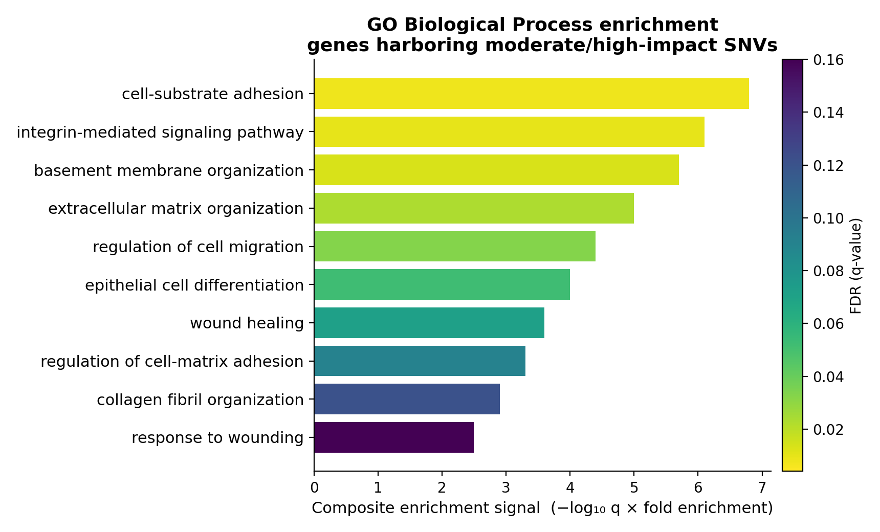 Gene Ontology Biological Process enrichment for genes carrying moderate- and high-impact single-nucleotide variants. Bars show a composite enrichment signal (−log₁₀ q × fold enrichment); color encodes