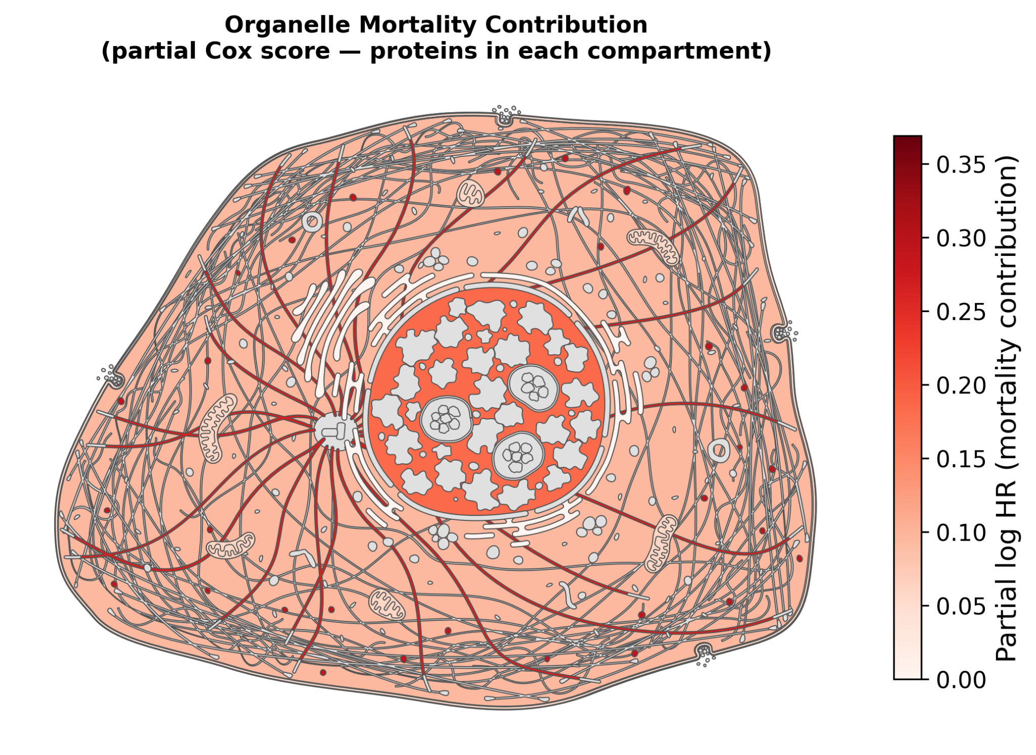 Organelle mortality contribution. Compartment-resolved partial Cox contributions (log-HR) projected onto a schematic cell, highlighting trafficking- and organelle-associated proteins as contributors t