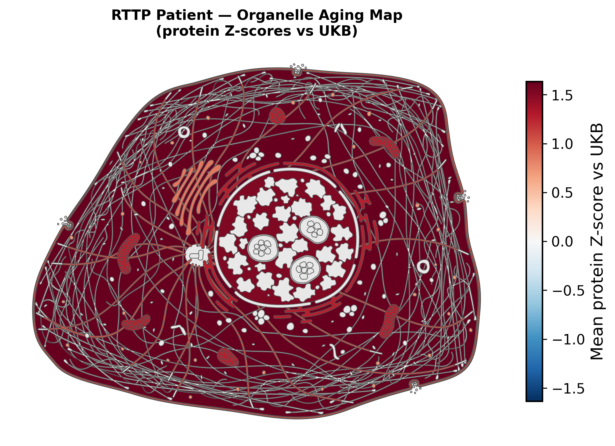 Organelle aging map (protein Z-scores vs UKB). Spatial organelle representation showing broadly elevated aging-associated proteomic signal across intracellular compartments.