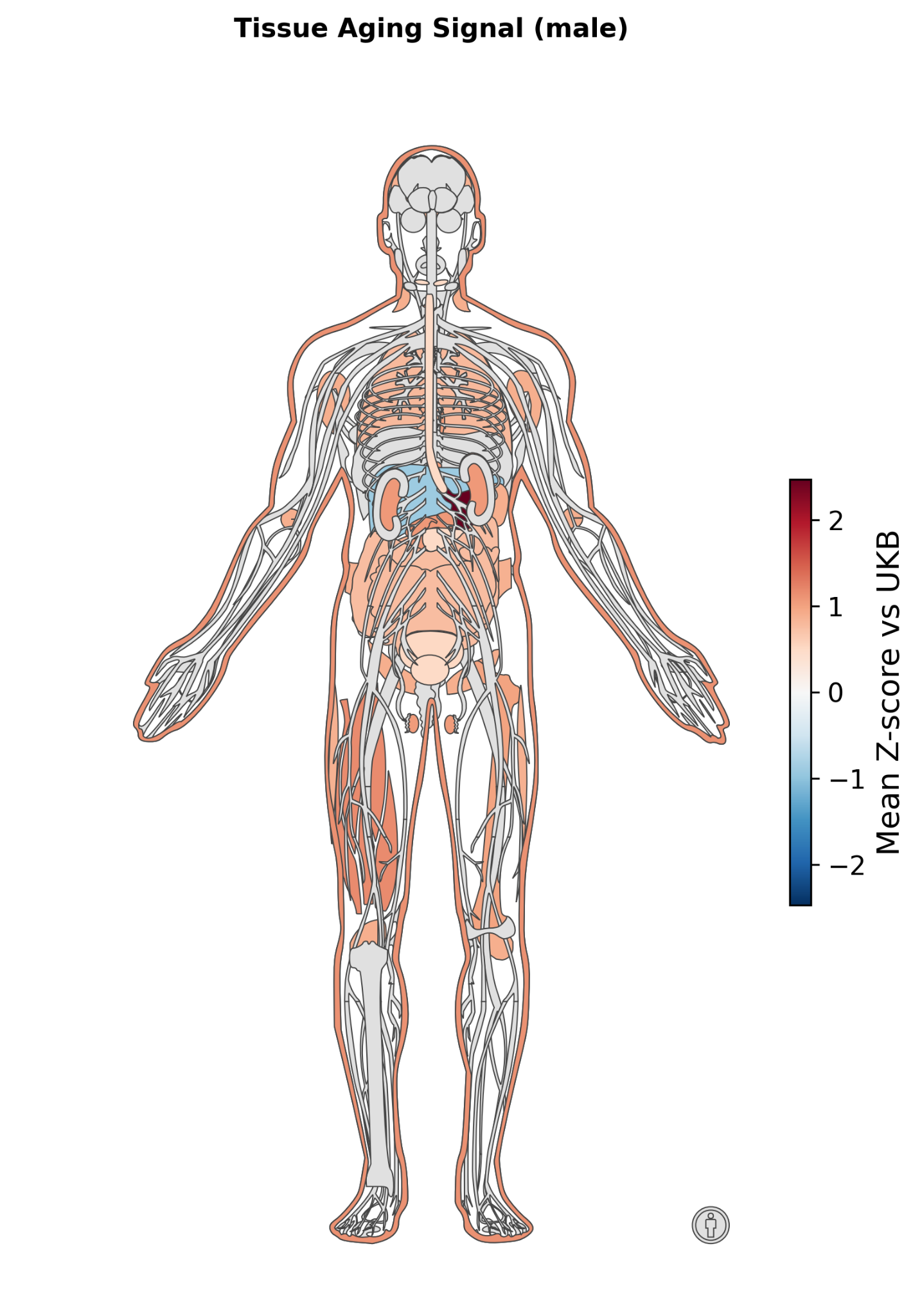 Body-wide tissue aging signal (mean protein Z-score vs UKB), with elevations across gastrointestinal, vascular, muscular, endocrine, and immune-associated tissues.