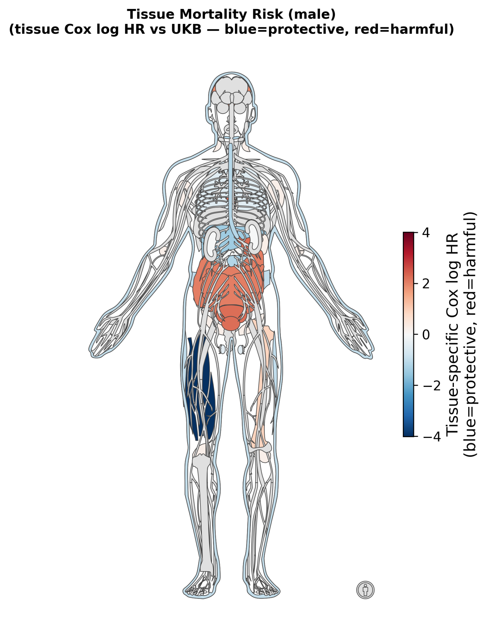 Tissue-specific mortality risk (tissue Cox log-HR vs UKB; blue = protective, red = harmful), showing heterogeneous risk concentrated in abdominal, gastrointestinal, endocrine, and urogenital tissues.