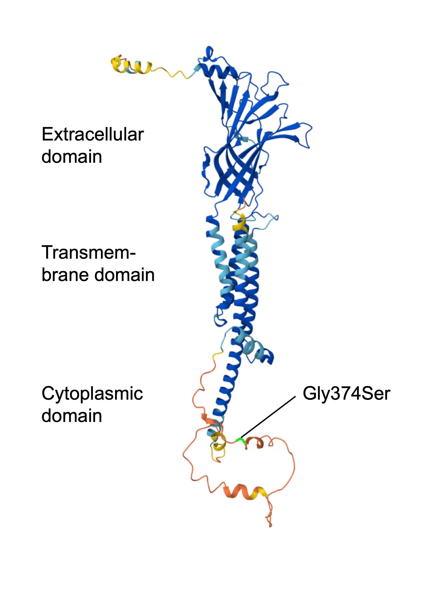 The predicted protein structure of the neuronal acetylcholine receptor subunit alpha-3, a protein associated with autoimmune autonomic ganglionopathy. The patient carries a missense mutation, Gly374Se
