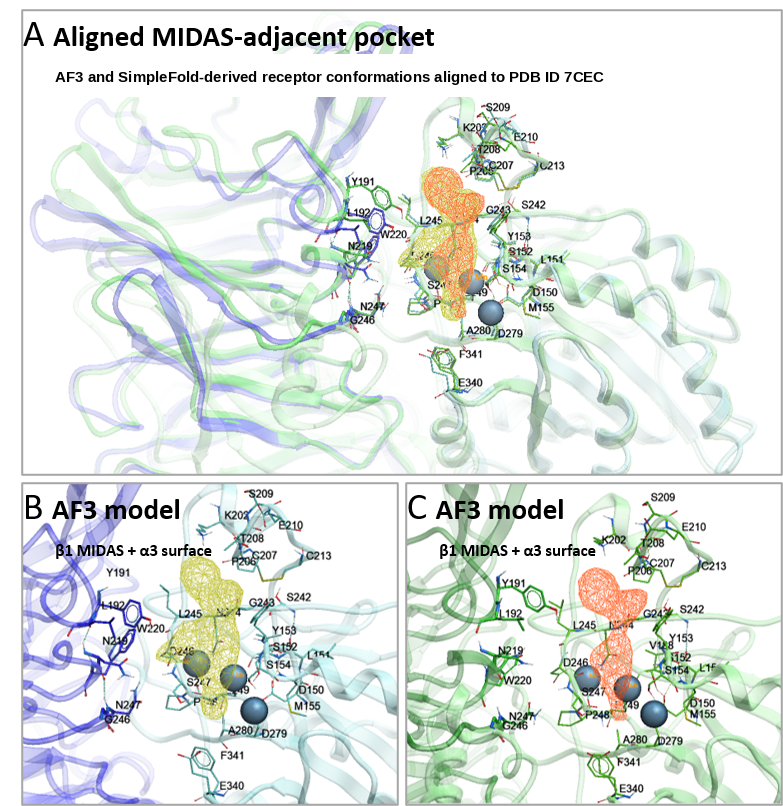 Structural models used for screening. (A) Superposition of AlphaFold 3, SimpleFold-derived, and PDB ID 7CEC-anchored headpiece conformations around the MIDAS-adjacent groove. (B) AlphaFold 3 pocket mo