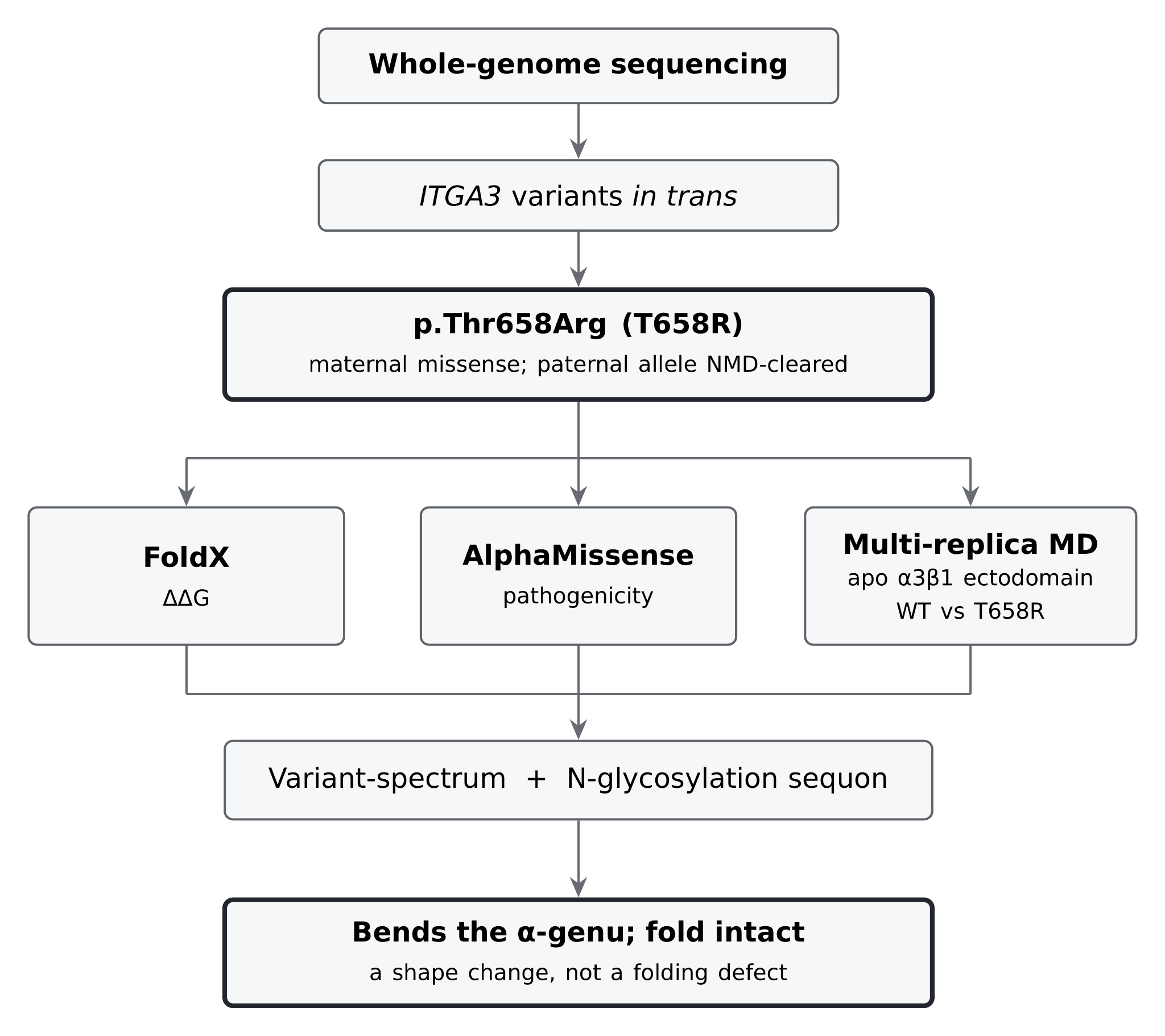 Analytic workflow. The maternal T658R allele is characterised at the protein level with FoldX, AlphaMissense and multi-replica molecular dynamics of the apo α3β1 ectodomain (wild type vs. T658R), then