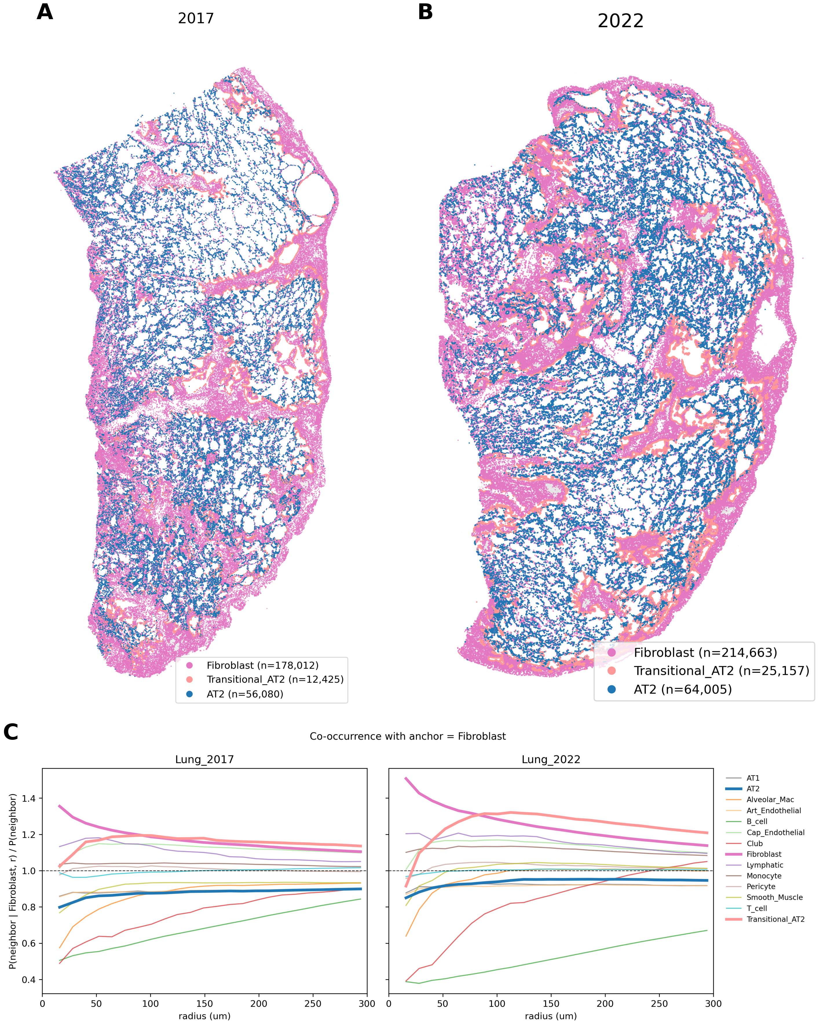 Spatial co-localization defines an active transitional AT2-fibroblast niche. (A, B) Tissue coordinate maps highlighting refined AT2, transitional AT2, and fibroblast populations in the (A) 2017 and (B