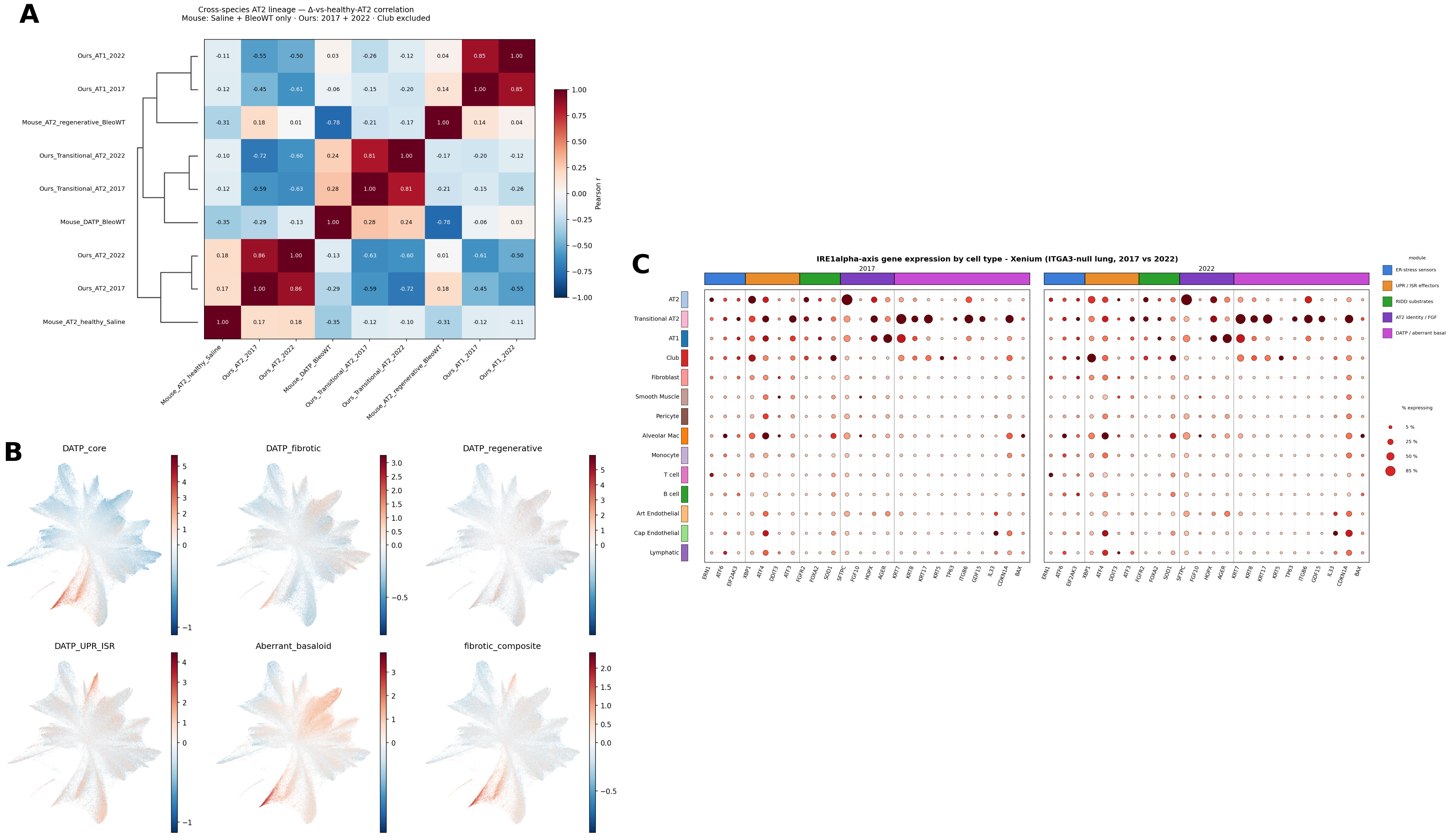 A shared IRE1α stress axis drives both fibrotic DATP-like AT2 cells and aberrant club cell remodeling. (A) Cross-species delta-correlation heatmap mapping patient epithelial states against a murine bl